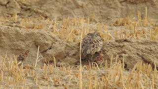 Family Chestnutbellied Sandgrouse Pterocles exustus [upl. by Rabaj419]