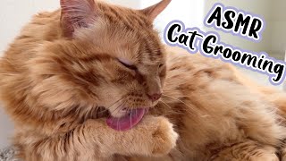 ASMR cat grooming 10 minutes loop asmr catgrooming [upl. by Eniamirt]