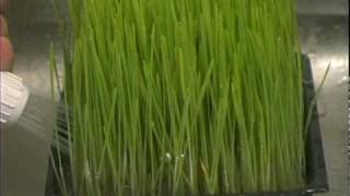 How to Grow Wheatgrass [upl. by Shien]