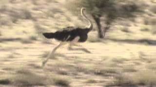 Ostrich Running [upl. by Edmonds]