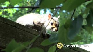 Do Chipmunks eat Serviceberries [upl. by Algie691]