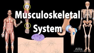 Overview of the Musculoskeletal System Animation [upl. by Sabine550]