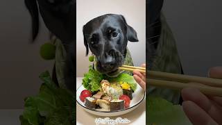 Delicious Sushi🥢 puppy dog dogfood shorts shortsvideo youtubeshorts [upl. by Nalac]