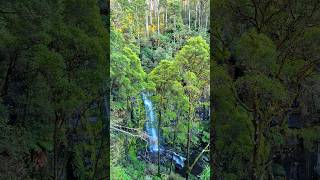 Erskine Falls  Lorne  Victoria 🇦🇺🍃💙 nature waterfall travel traveling naturelovers australia [upl. by Yaluz]