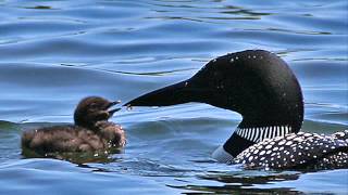 Common Loon Birdcalls [upl. by Eelyab655]