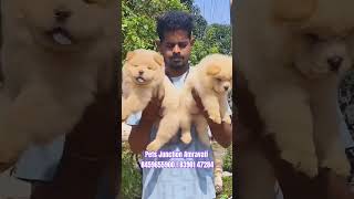 Chow chow amravati elvishyadav rodies chowchow dog cats [upl. by Annaerda]