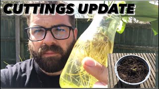 CLEMATIS CUTTINGS UPDATE 🌱🌱 Progagation vlog gardening garden flowers howtogardening [upl. by Sparhawk]