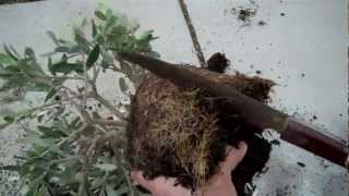 How to create an Olive tree Bonsai Part 3 root pruning and pottingmp4 [upl. by Adriano]