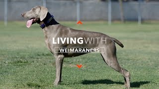 ALL ABOUT LIVING WITH WEIMARANERS [upl. by Hgierb]