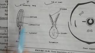 Familypoaceae or gramineae Triticum aestivum [upl. by Kampmann]