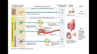 GCSE Biology  Nervous System and Reflex Arc 58 [upl. by Nicki711]