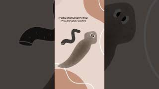 Planarian Worm naturefacts Planarianwormshortsviral [upl. by Veator]