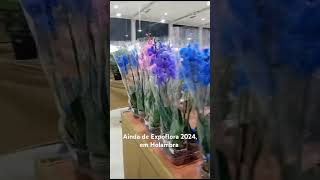 Ainda da Expoflora 2024 em Holambra shortsyoutube [upl. by Acilejna]