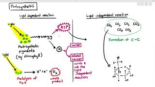 131 Introduction to Photosynthesis Cambridge AS A Level Biology 9700 [upl. by Introk115]