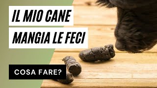 Coprofagia cani perché il cane mangia la cacca [upl. by Enawyd]