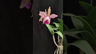 Cattleya intermedia x granulosa anggrek orchid [upl. by Llemart]