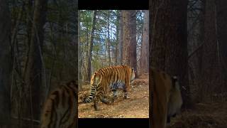 Amur tiger and Ussuri Brown Bear at Russian Far East in the same place [upl. by Greff]