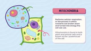 The Organelles of the CELL  Part  1 [upl. by Eahsed]