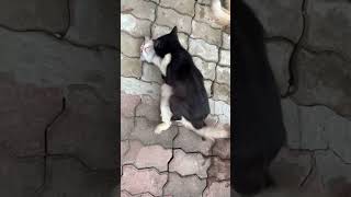 Cute Cats Mating Part 3  Crazyket Channel [upl. by Wyon889]