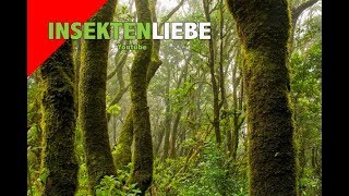 ❌Gottesanbeterin kaufen  Terrariumgröße  Belüftung [upl. by Nealy]