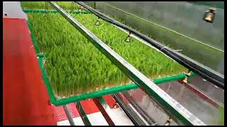 Hydroponic fodder grass peasture growing machine [upl. by Noremac104]