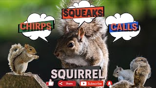 Squirrel 🐿 sound  squirrel noises sound  loud squirrel 🐿 chirping sound  grey squirrel call [upl. by Waverley822]