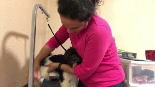 Havanese maintenance grooming [upl. by Llechtim]