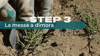 Come Piantare un Prato Alternativo  Step 3 La Messa a Dimora [upl. by Werra]