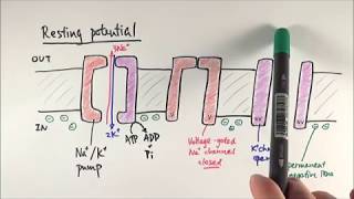 A2 Biology  Resting potential and action potential OCR A Chapter 134 [upl. by Natalya]