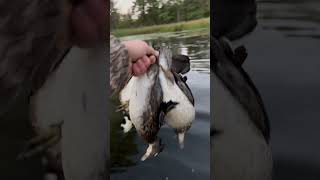 Banded woodie😤 wildlife duckhunt duckpond [upl. by Haydon734]