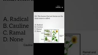 Types of leaves  Radical cauline and ramal  Angiosperms  Biology biology neetmcq cee shorts [upl. by Angus]