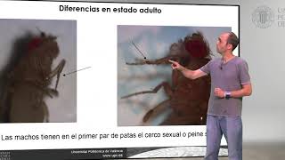 Drosophila melanogaster Diferencias entre machos y hembras moscas  3795  UPV [upl. by Nnylirak]