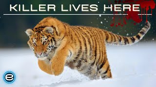 Russias Wild Tiger  The Incredible Big Cat  Wildlife documentary [upl. by Flower]