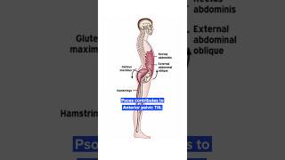 Stabilize your Lumbar Spine [upl. by Barret725]