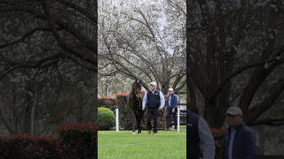 🇦🇺 2024 Darley stallion parade at Kelvinside [upl. by Elleret]