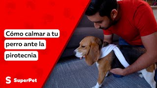 ¿Cómo calmar a tu perro ante la pirotecnia [upl. by Jeffery]