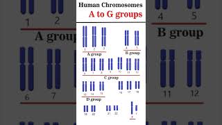 The Human Chromosome Groups AG groups cytogenetics [upl. by Nixie]