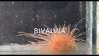 Bivalvia [upl. by Alroi602]