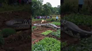 Giant Python Enters Residents Garden shorts youtubeshorts [upl. by Rahab]