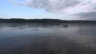 Les baleines de Tadoussac zodiac  juillet 2014 [upl. by Adnicul]