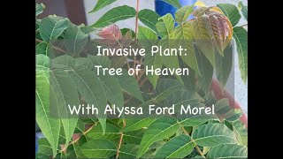 Invasive Plant Tree of Heaven [upl. by Aimee]