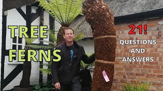 Tree Fern Dicksonia Antarctica care watering feeding planting pruning buying winter care [upl. by Ecinnahs]