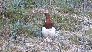 Willow grouse calling  Moerassneeuwhoen roepend Finland 2019 [upl. by Obocaj]