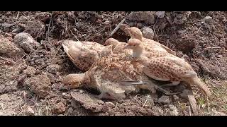 Partridge GameBirds HuntingSeason BirdHuntingNatureLover GreyPartridg ChukarPartridge [upl. by Enihpesoj]