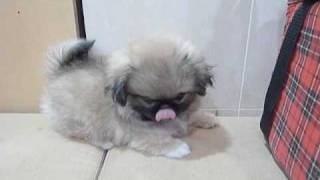 Pekingese at petshop joined my family [upl. by Geno]