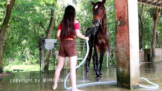 A Girl And A Horse  How To Teach Your Horse Lay Down  Horse Training By A Girl And Owner Past 02 [upl. by Elokcin]