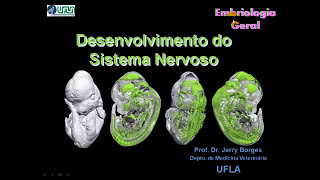 Sistema NervosoVIDEO AULA [upl. by Anay277]