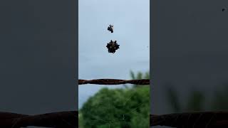 Spiny spider in the farm Orb Weaver [upl. by Eleon]