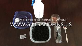 How to Culture Grindal Worms [upl. by Aicirtac474]