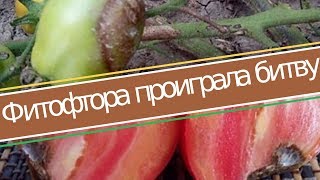 КАК СПАСТИ ПОМИДОРЫ ДЕЛАЕМ 1 ДЕЙСТВИЕ И ФИТОФТОРА ПРОИГРАЛА [upl. by Nosnorb]